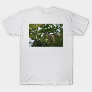 cll iguana T-Shirt